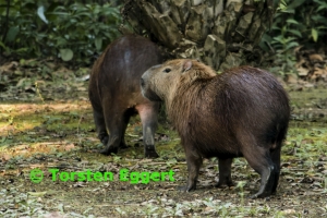 171006_DSC0867_Wasserschwein