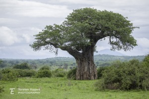 00_20220209_X8A8243_Ruaha_Baobab