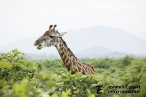 01_20220209_X8A8016_Ruaha_Giraffe