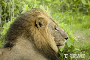 02_20220209_X8A8111_Ruaha_Loewe