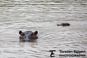 03_20220209_X8A7942_ruaha_Hippo