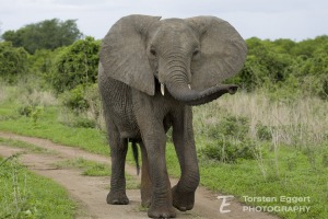 03_20220209_X8A8060_Ruaha_Elefant