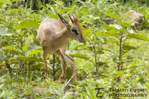 04_20220209_X8A8039_Ruaha_Dikdik