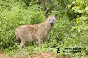 05_20220209_X8A8284_Ruaha_Hyaene