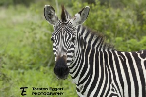 07_20220209_X8A8197_ruaha_Zebra
