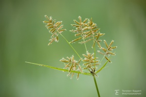 03_20220121_X8A7625_Gras