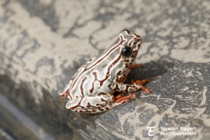 04_20220120_X8A7569_Frosch