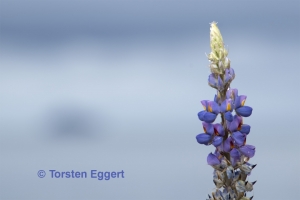 1_171129_DSC0276_Lupine