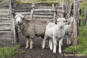 01_180203_DSC2419_Schafe_Chimbo