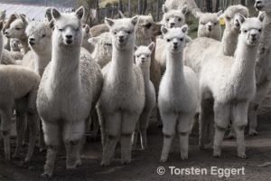 02_180203_DSC2372_Alpaka