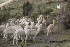 03_180203_DSC2386_Alpaka